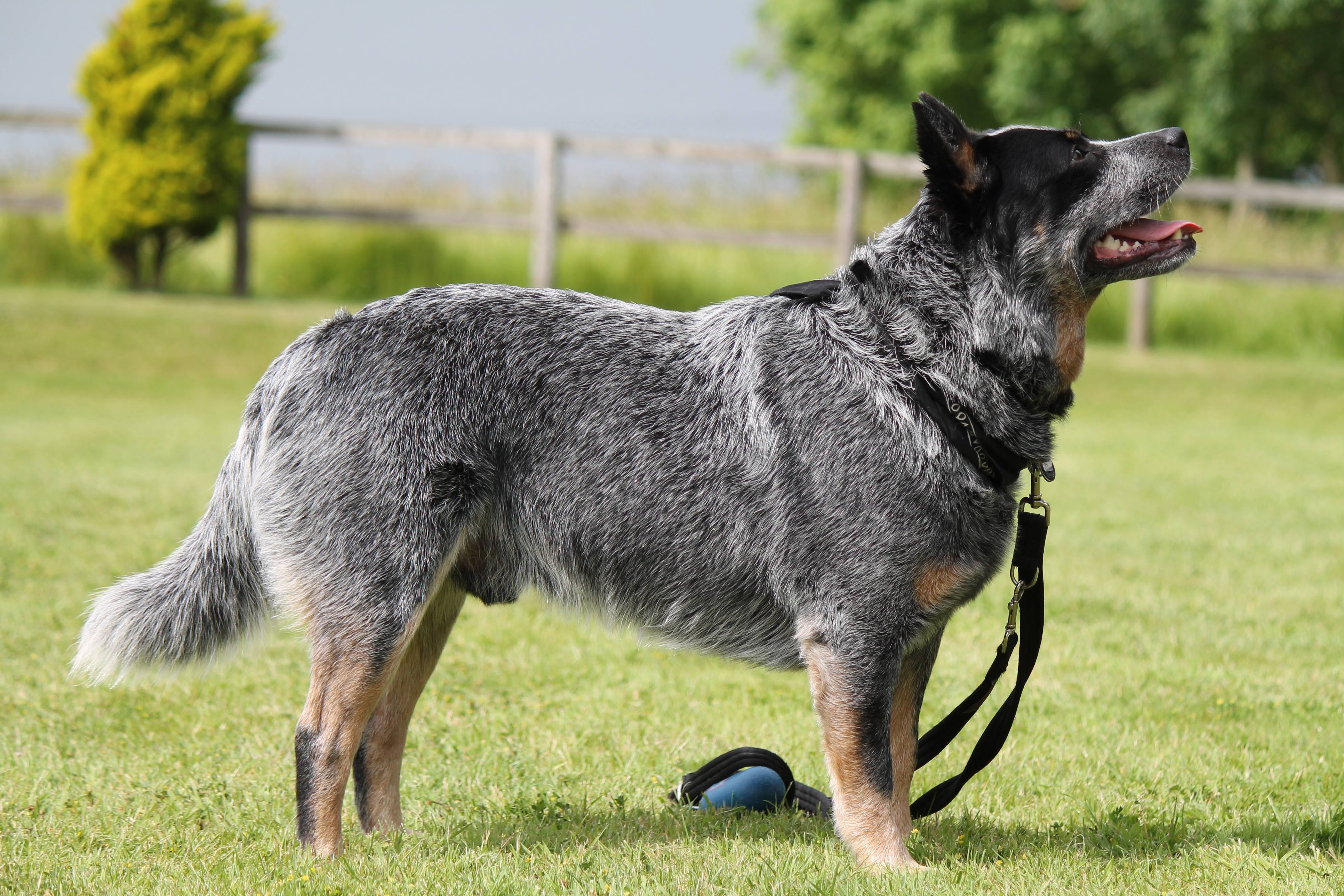 Австралийский хилер (пастушья собака): описание породы, цена, отзывы