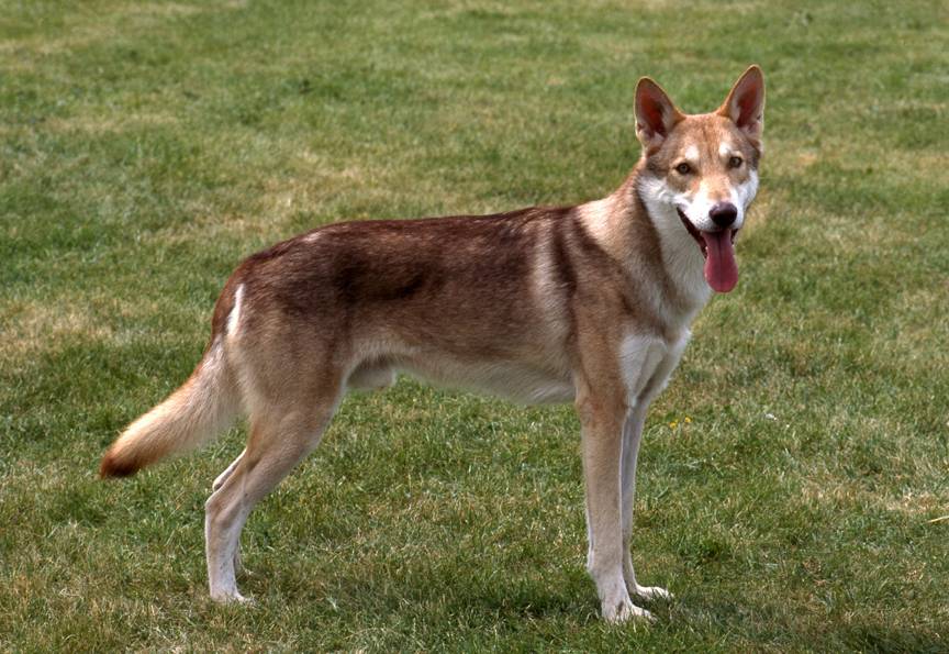 Итальянский волк (лупо итальяно): описание породы собак с фото, видео