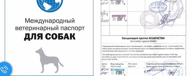 Ветеринарный паспорт. оформление ветпаспорта в москве
