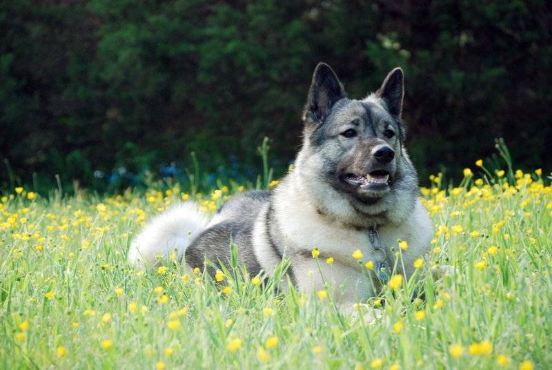 Собака викингов — знакомство с породой норвежский элкхаунд