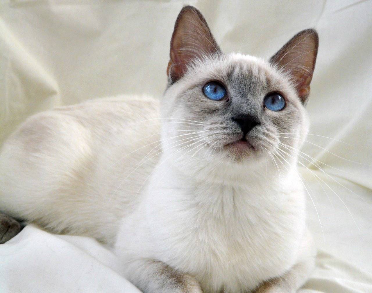 Сиамская кошка: описание породы и характеристика