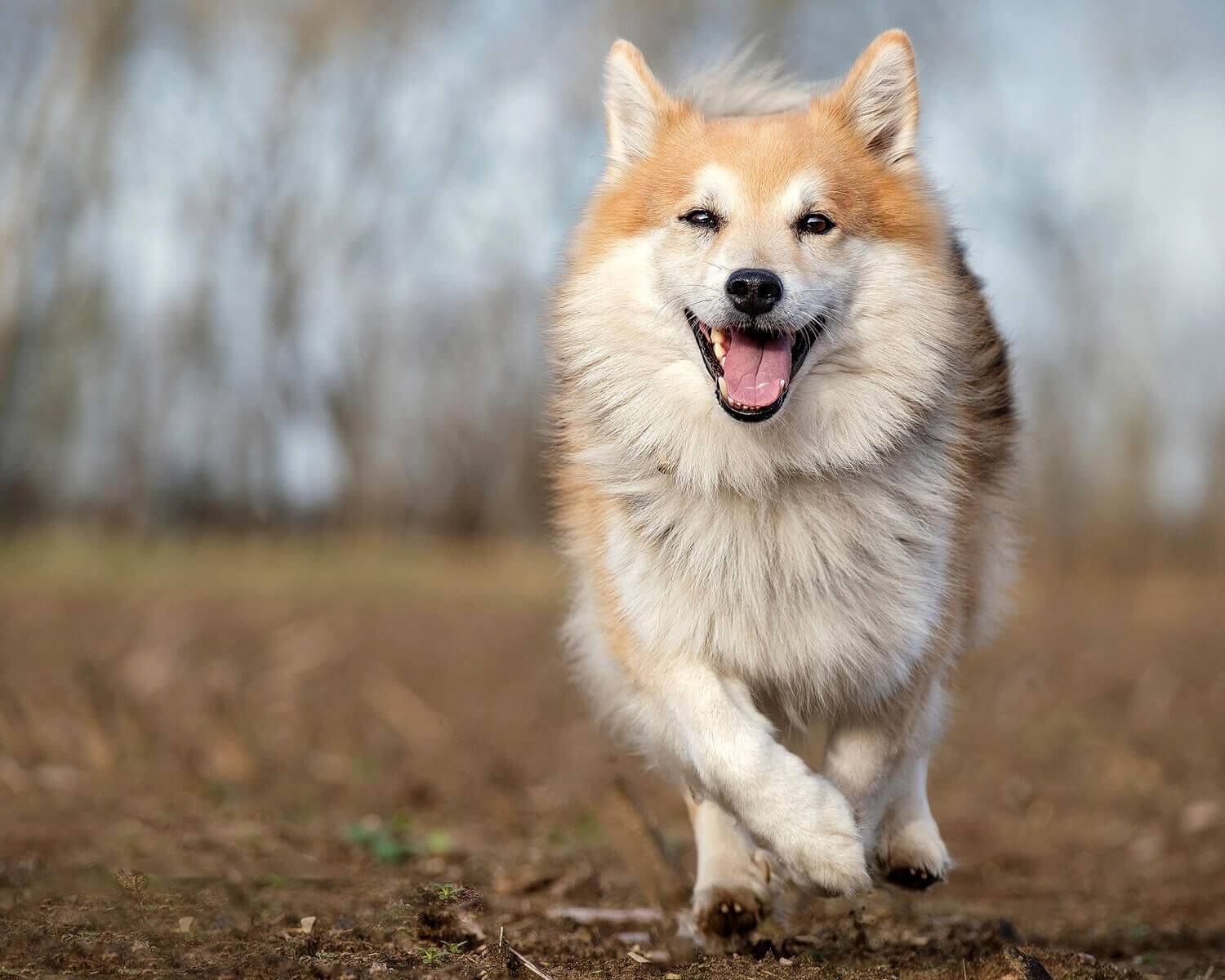 Какие собаки относятся к догам: 6 пород с фото и описанием