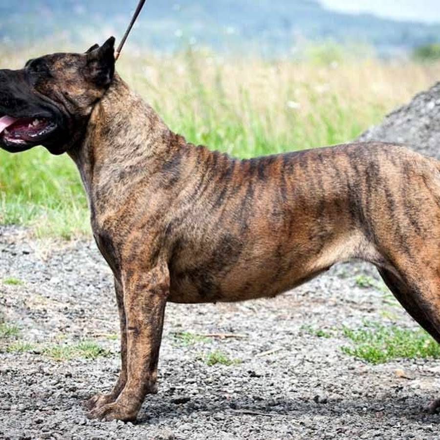 Самые опасные собаки в мире: 10 пород, фото, описание