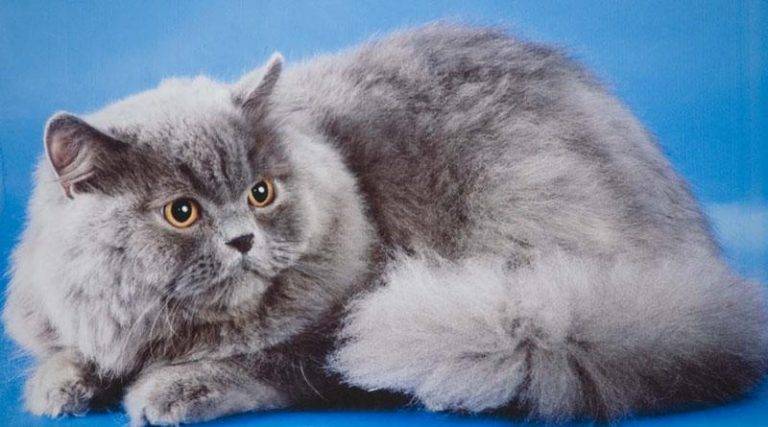 Описание голубых британских кошек и тонкости их содержания