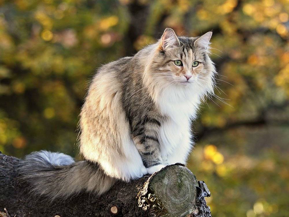 Норвежская лесная кошка: описание породы, характеристики, признаки, как содержать и ухаживать за скандинавским котом, фото