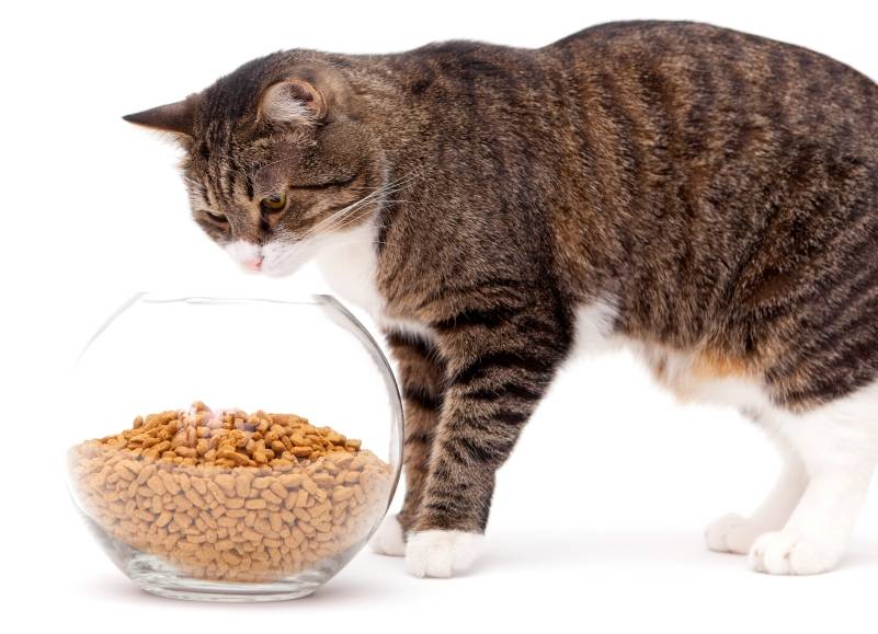 Как правильно кормить кота: инструкция