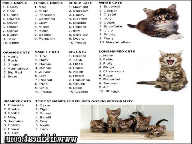 Список русских имен для кошек и котов