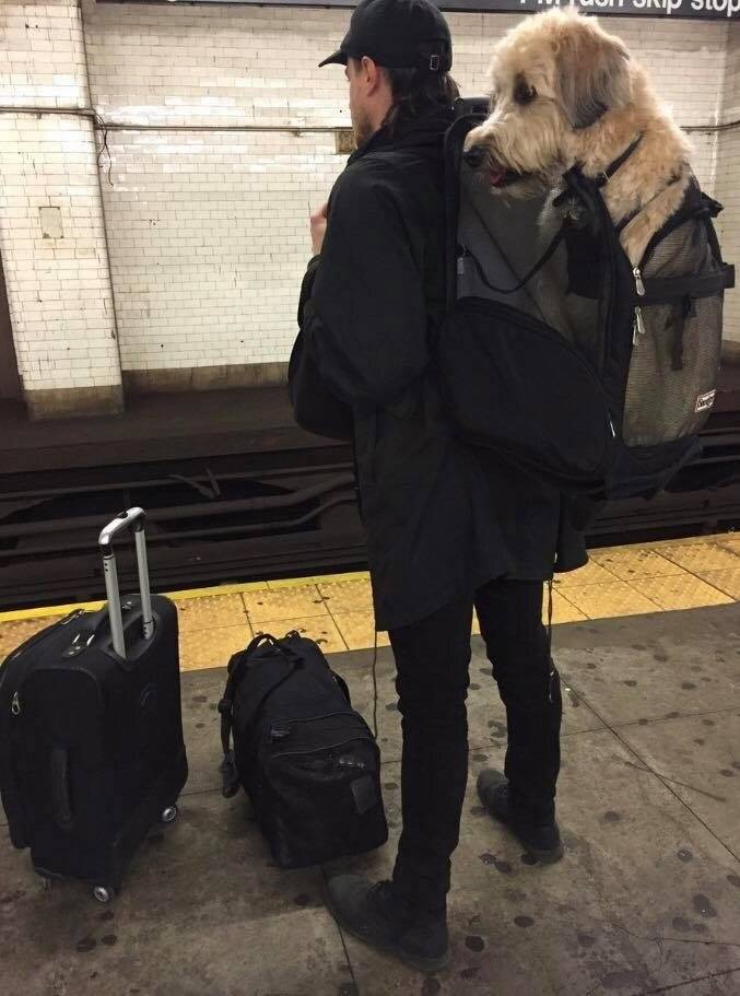 Правила перевозки собак в метрополитене