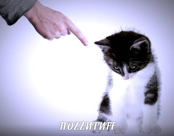 Почему кошки раздражают, что делать, если кот мстит, нарочно раздражает