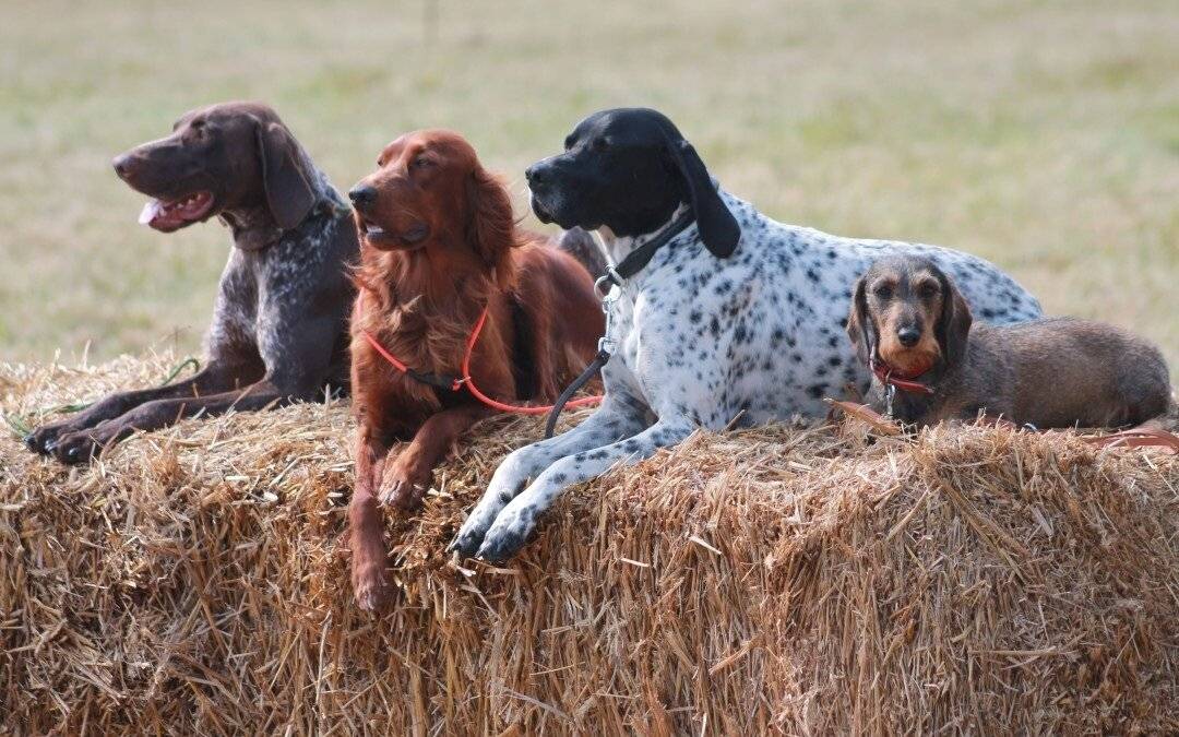Породы охотничьих собак: 5 надежных друзей, на которых можно положиться