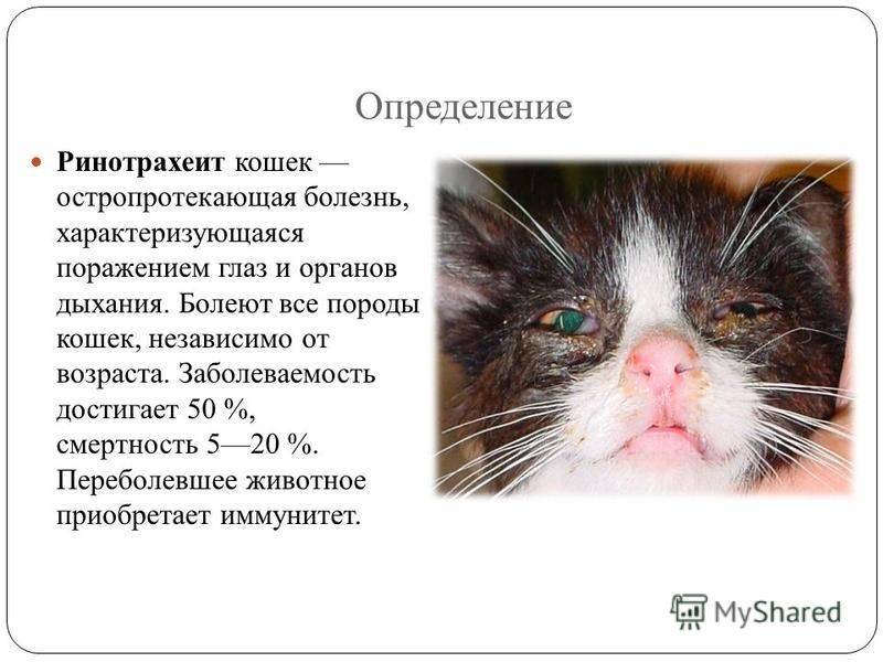 Ринотрахеит у кошек: лечение в домашних условиях