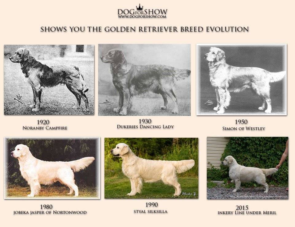 Самые древние породы собак в мире: описание и фото