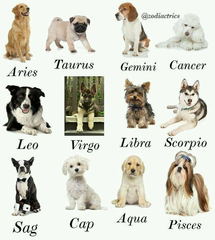 Собаки по знаку зодиака | какая порода подходит вам больше всего?›