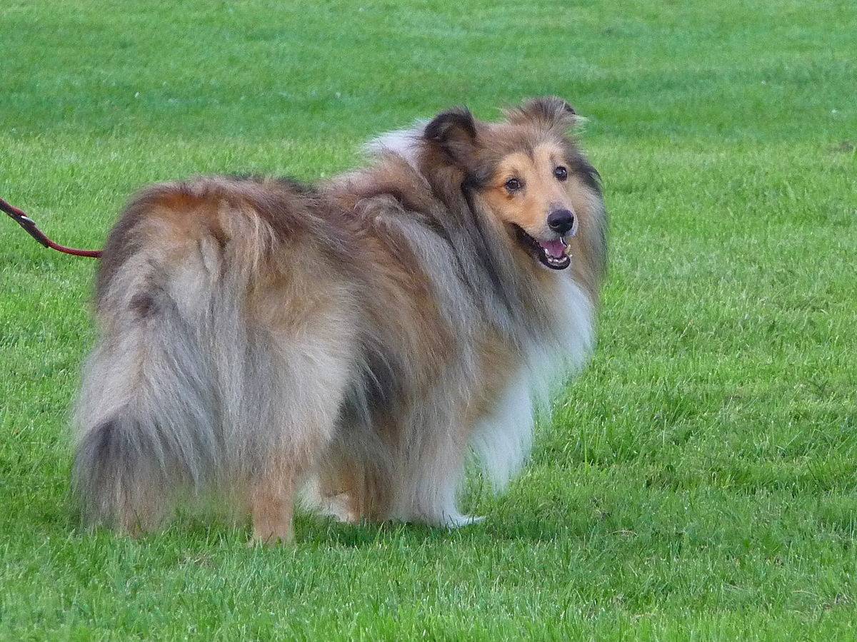 Шелти (шетландская овчарка): характер и фото собаки, все об уходе