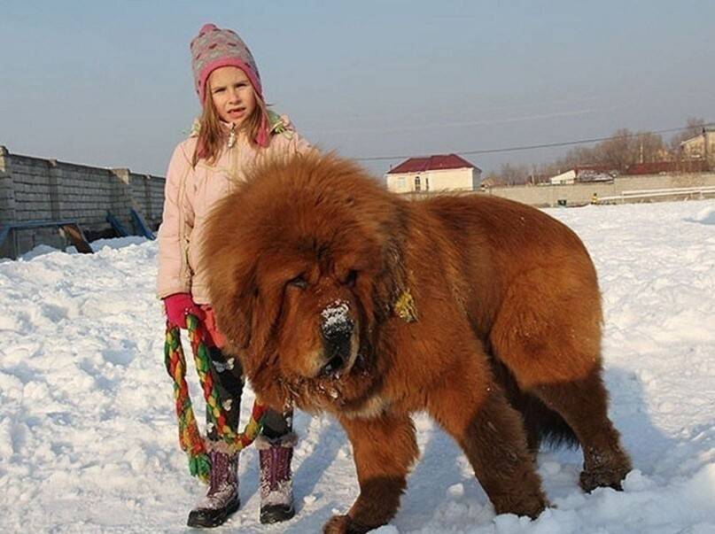 Тибетский мастиф: характеристика породы, фото самого большого с человеком, цена щенков в россии в рублях, сколько стоит собака, ее размеры (рост и вес) с картинками