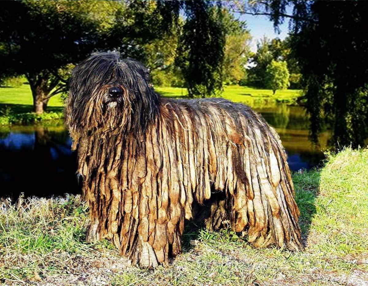 Собаки с дредами - комондор и другие породы с фото. - petstime.ru