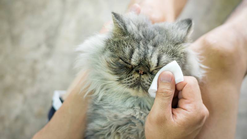 Аллергия у кошек: виды, причины, симптомы, диагностика, как лечить, прогноз и профилака | блог ветклиники "беланта"