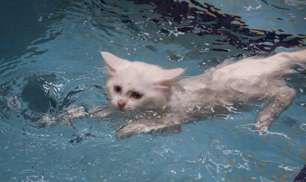 Породы кошек которые любят воду