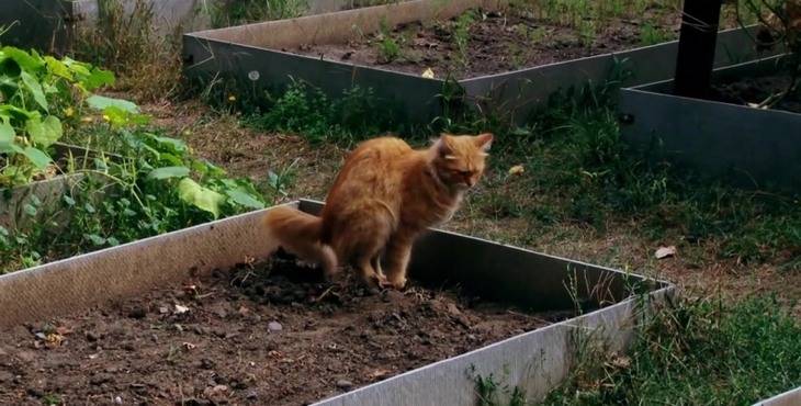 Какой запах не любят кошки: запахи отпугивающие кошек в саду и на дачном участке