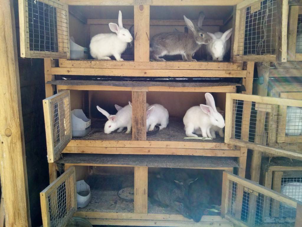 Разведение кроликов в домашних условиях: условия содержания, ухода, кормления и размножения