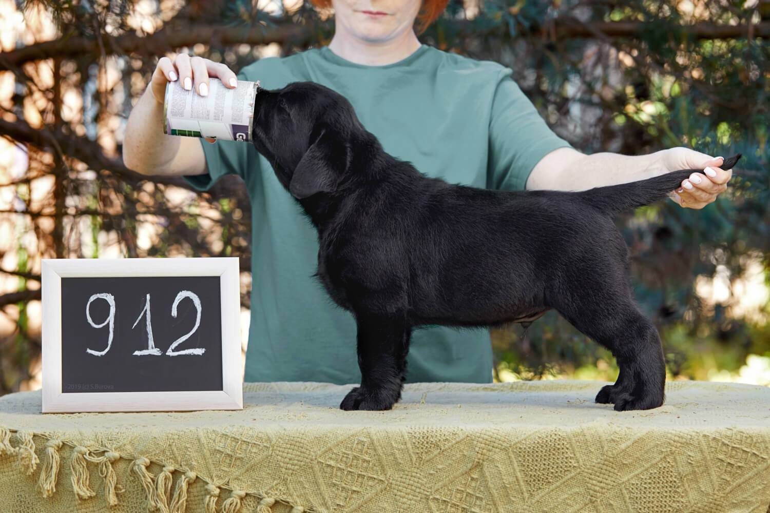 Клички для лабрадора мальчика и девочки: сотня имен для собаки, а также идеи как назвать породы черного, белого и палевого цветов