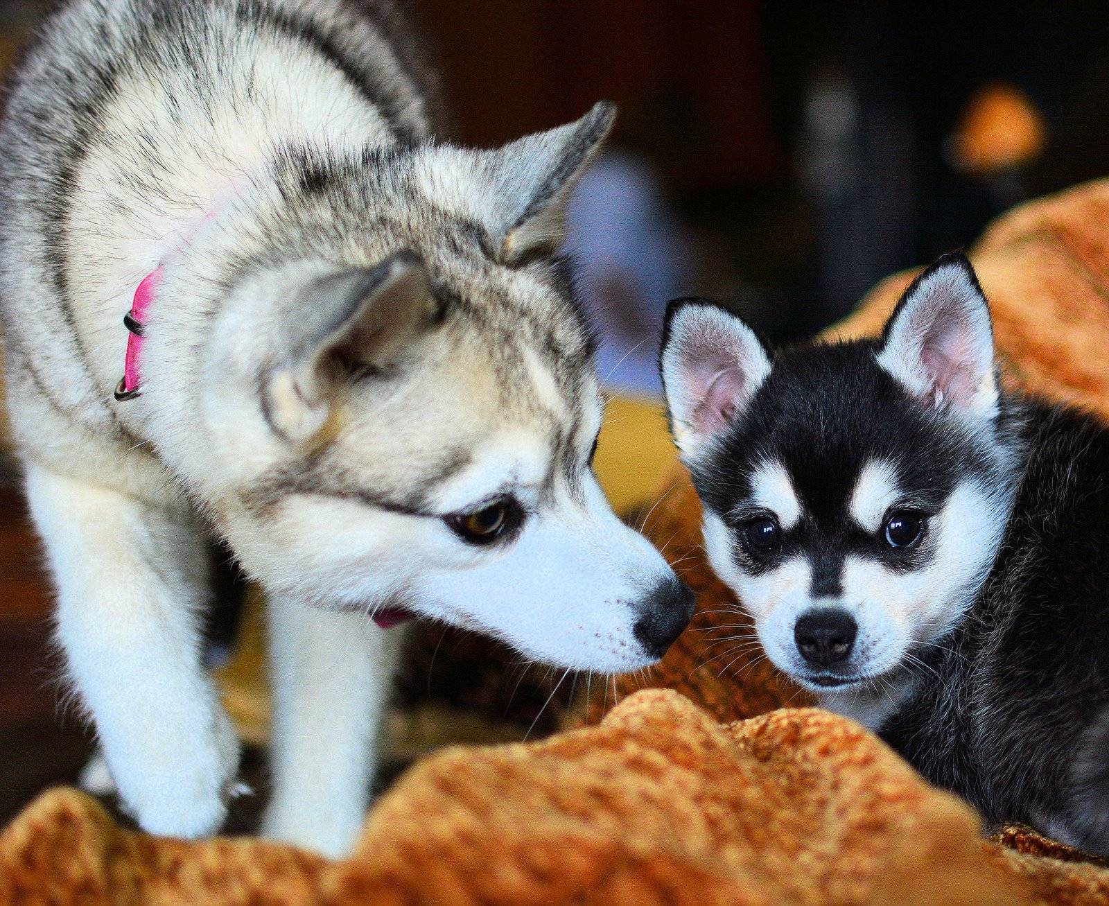 Аляскинский кли-кай: кто такие мини-хаски, чем отличается маленькая порода, а также описание и фото карликовых собак