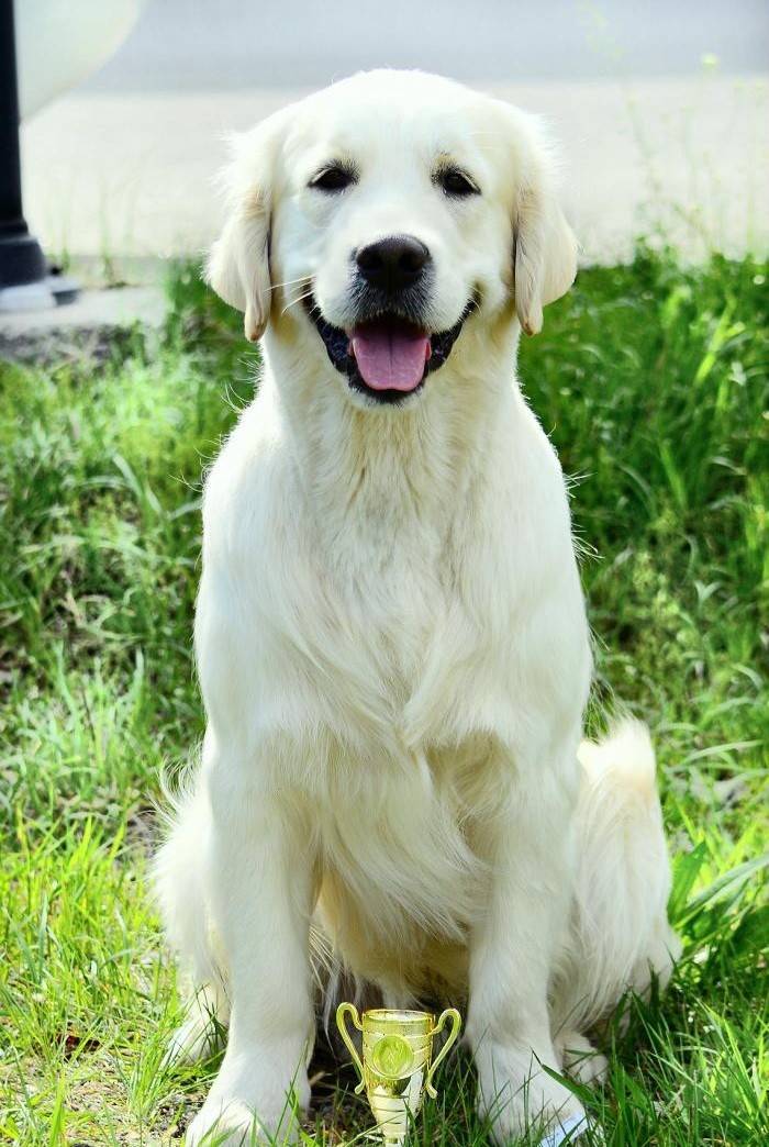 Описание породы собак золотистый ретривер с отзывами владельцев и фото