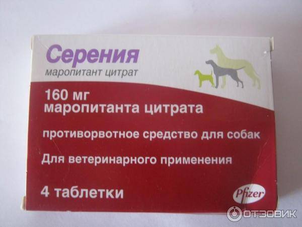 Что делать если собаку укачивает? | блог на vetspravka.ru