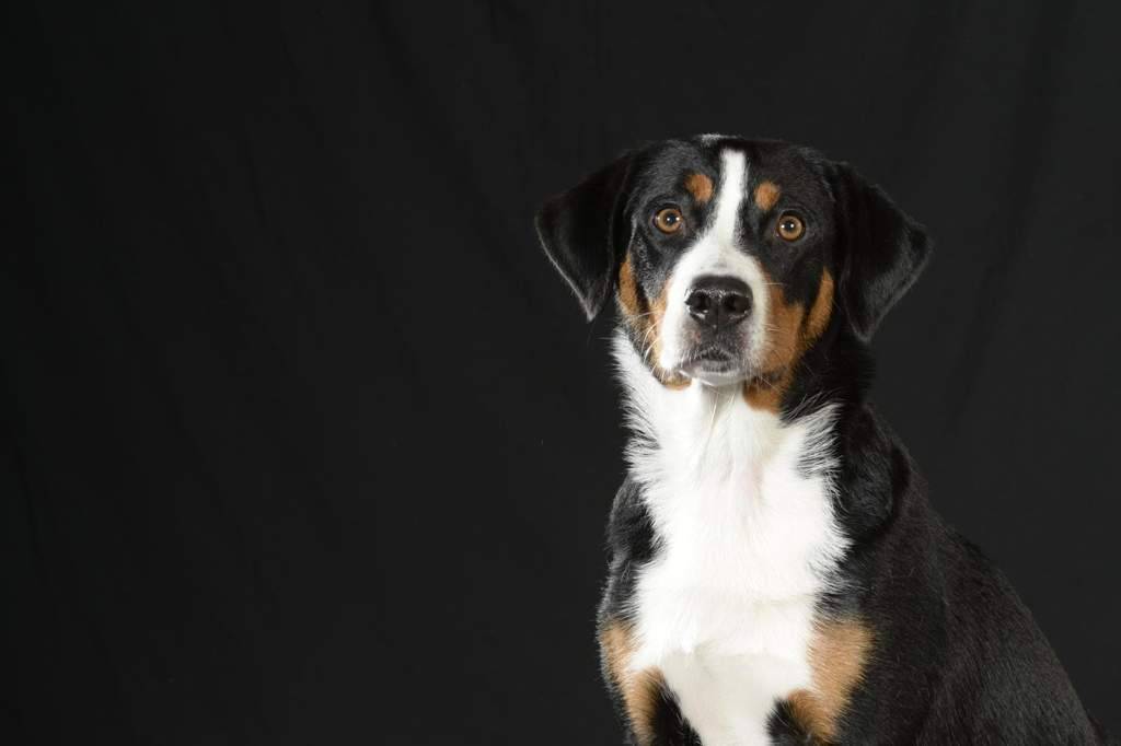 Описание породы собак аппенцеллер зенненхунд с отзывами владельцев и фото