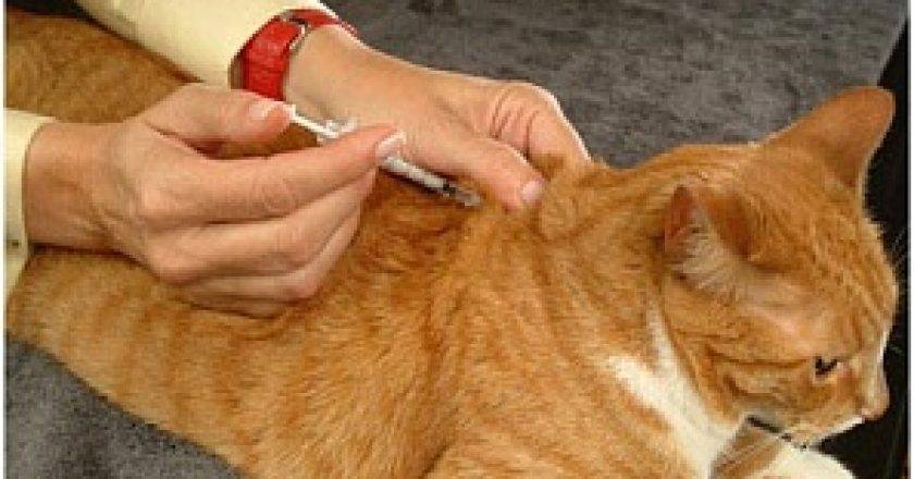 Уколы и капельницы — как правильно проводить лечебные манипуляции кошкам в домашних условиях