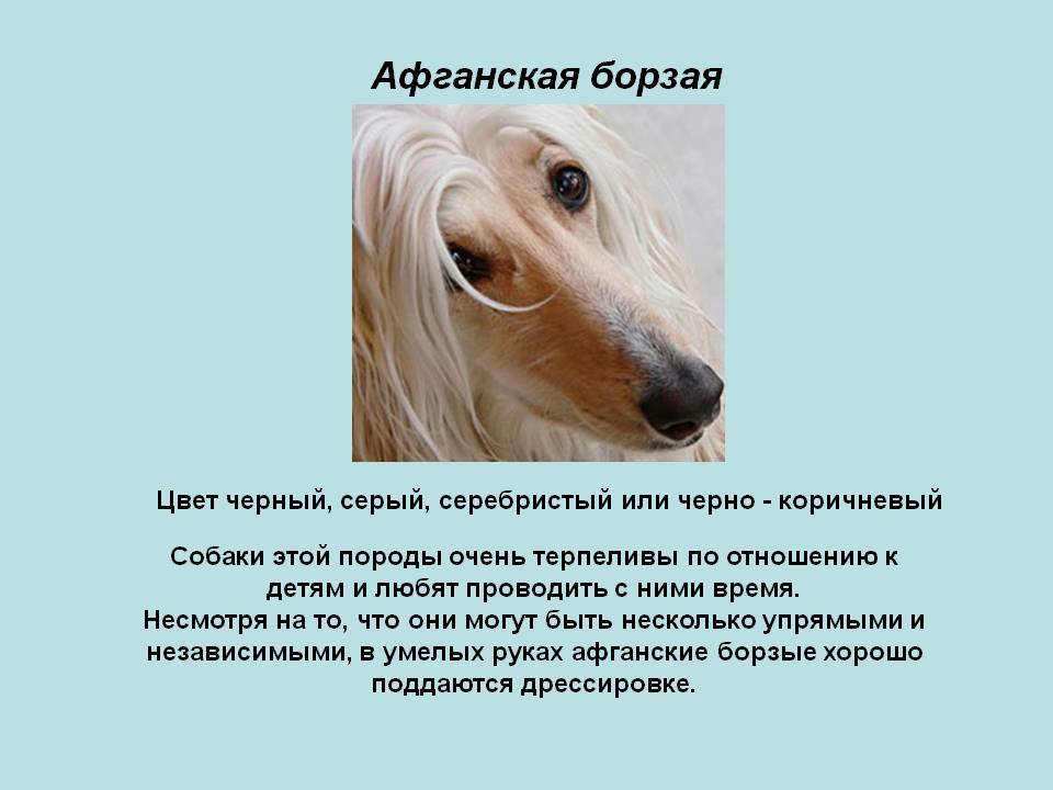 Порода собак афганская борзая - описание, характер, характеристика, фото афганских борзых и видео, цена