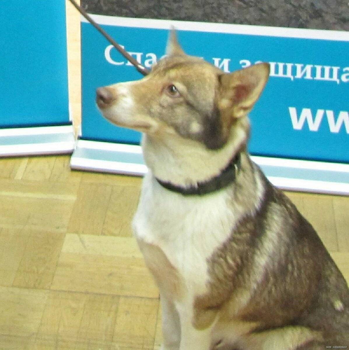 Собаки сулимова – описание породы