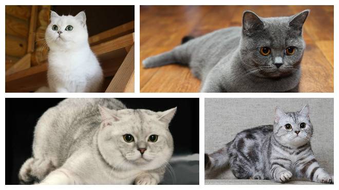Скоттиш-страйт: семейные кошки с отличным характером