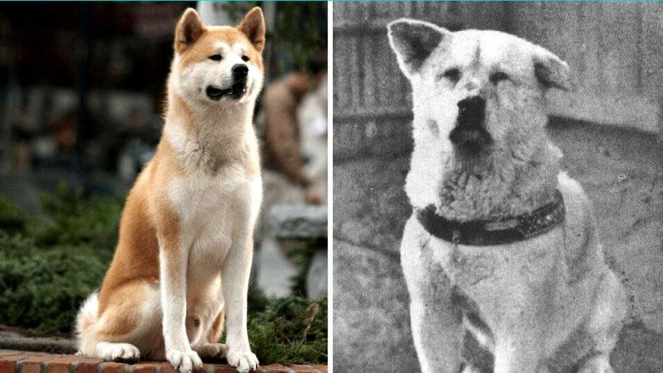 История хатико: преданность пса, которая пронесена через года