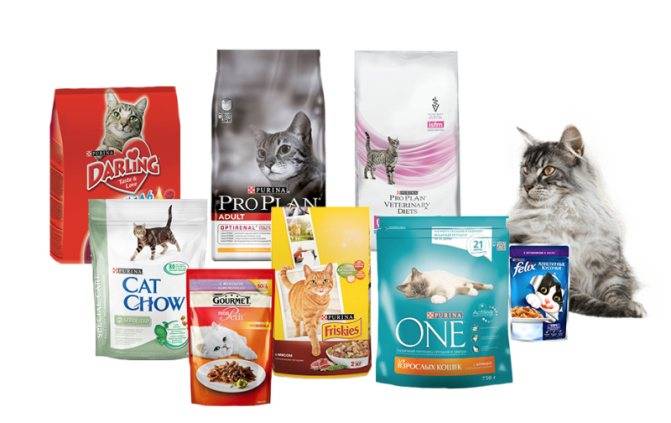 Какие корма для кошек рекомендуют ветеринары: обзор кормов, рейтинг, составы, советы по выбору