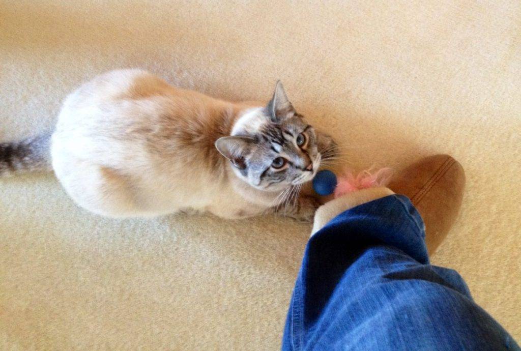 Кошка без причины кусается, когда ее гладишь: почему животное кусает руку хозяина, а потом лижется?