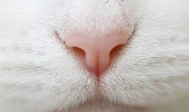Мокрый и холодный нос у кошки