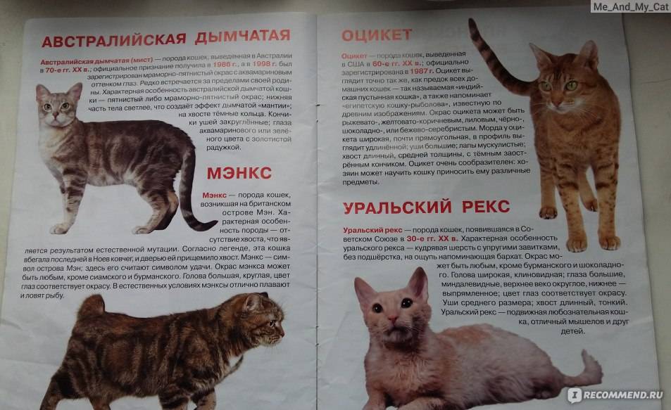 Самые большие породы кошек, названия и информация о них