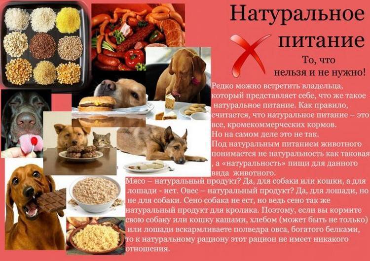 Ветеринарно-санитарные нормы и требования к качеству кормов для непродуктивных животных