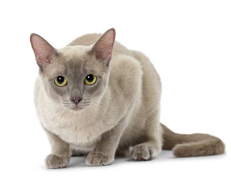 Тонкинская кошка. описание, особенности, уход и цена тонкинской кошки | животный мир