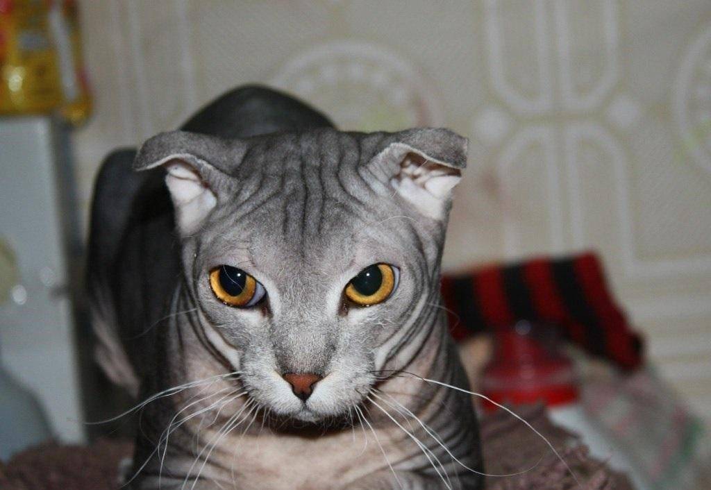 Украинский левкой — описание породы и характера кошки