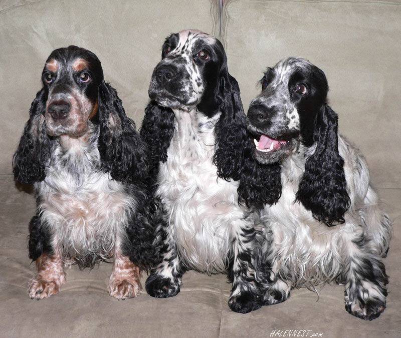Описание породы собак английский спрингер спаниель с отзывами владельцев и фото