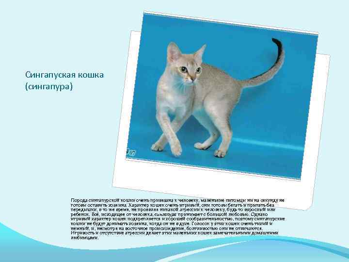 Сингапурская кошка – особенности внешнего вида и поведения