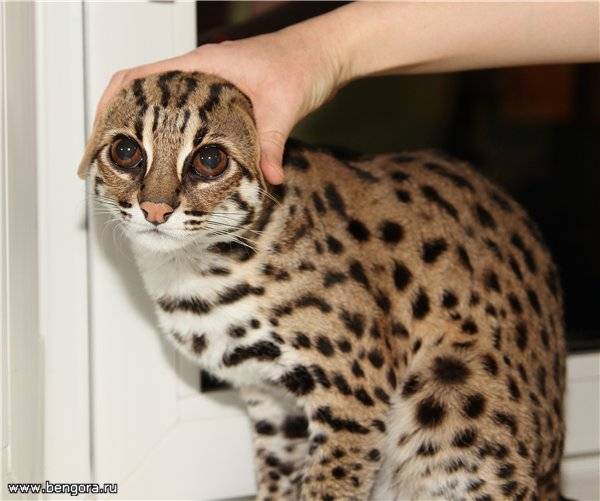 Бенгальский леопардовый кот, цена ухода