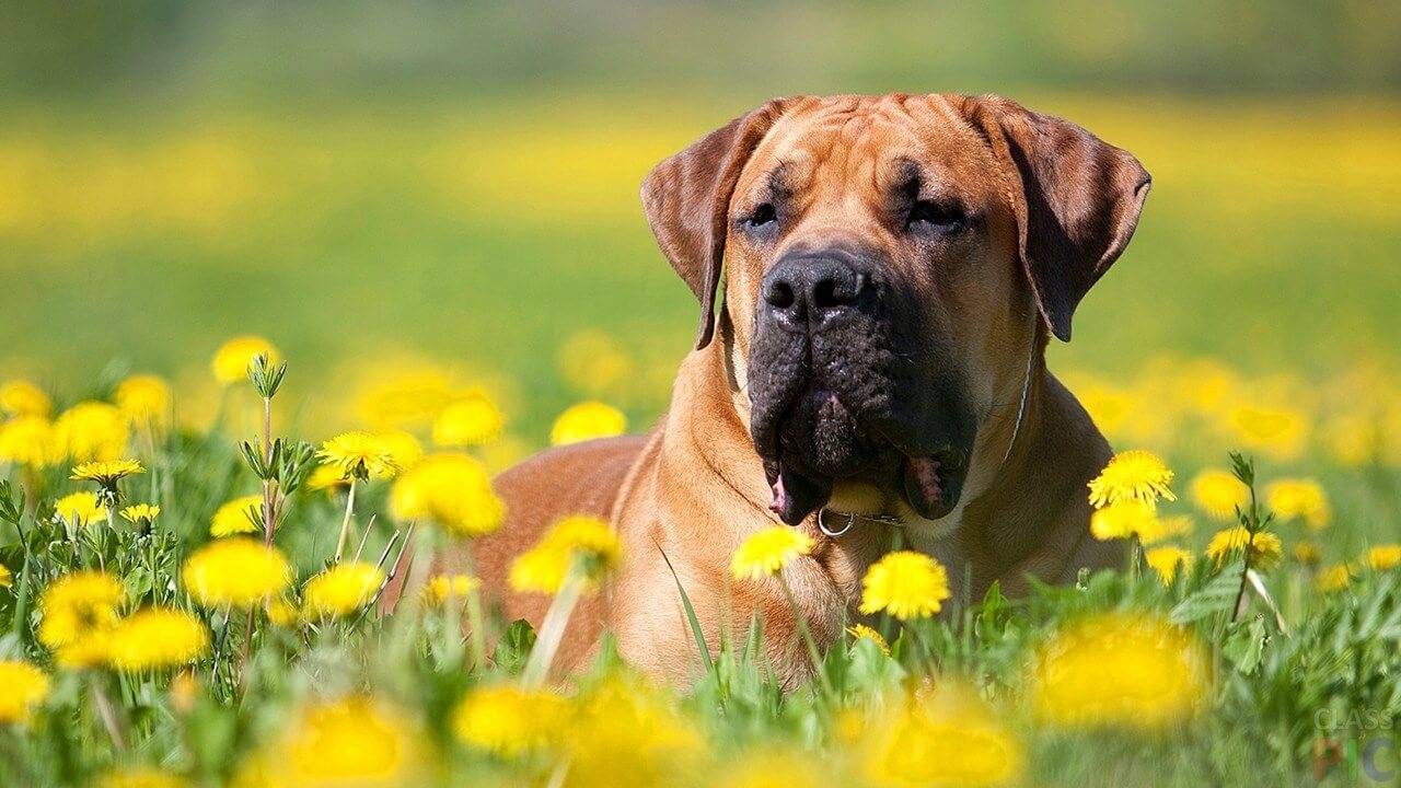 Описание породы собак южноафриканский бурбуль с отзывами владельцев и фото