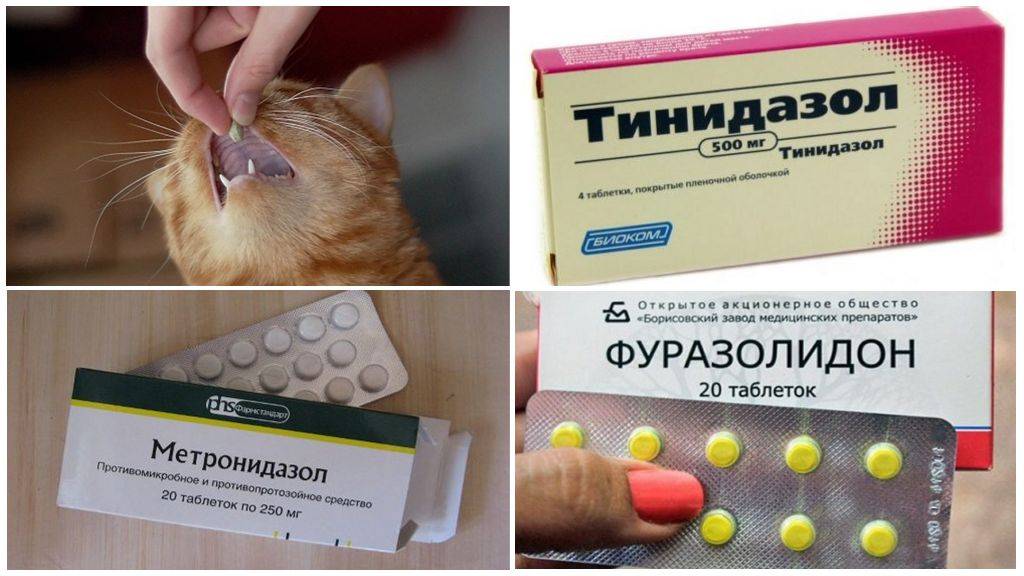 Лямблии у кошек: симптомы и лечение: что делать, как лечить