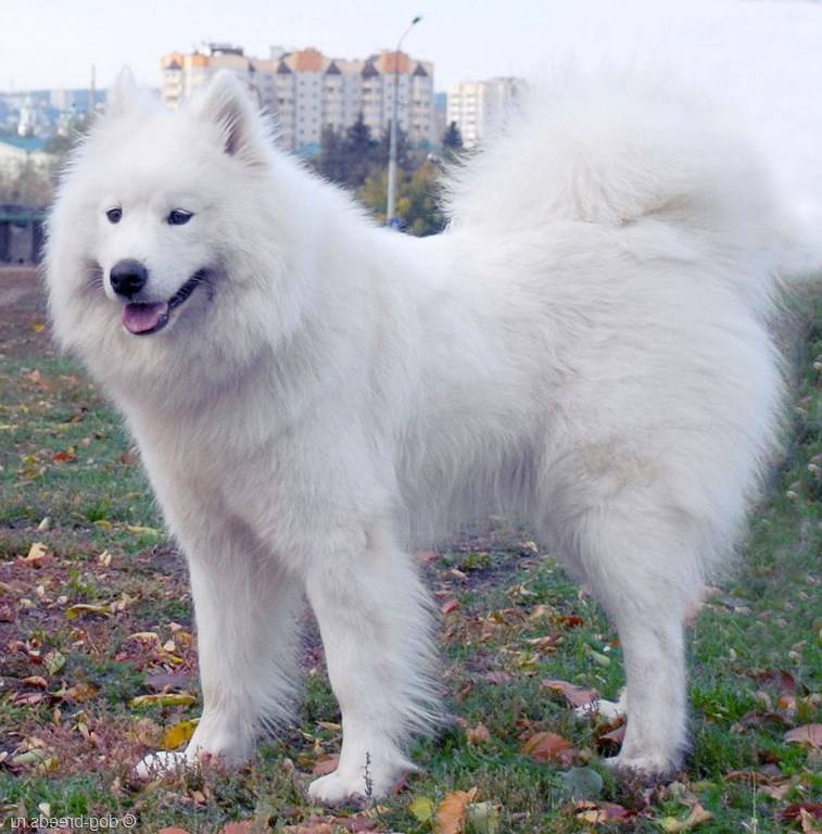 Канадская эскимосская собака — википедия. что такое канадская эскимосская собака