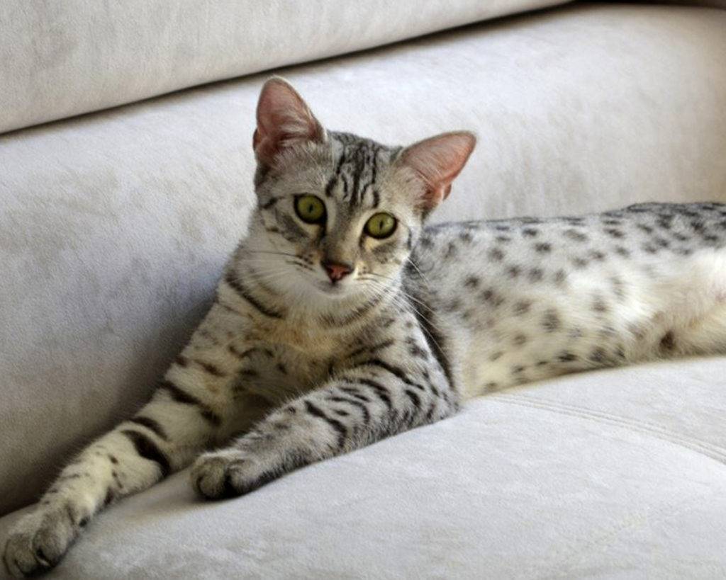 Египетская мау (фото): настоящая кошачья экзотика - kot-pes