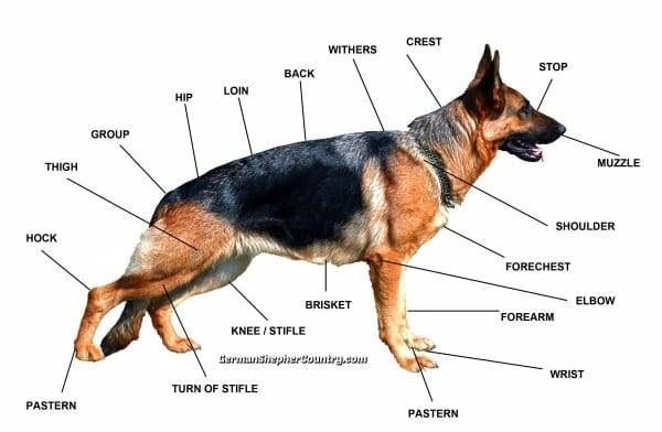 Немецкая овчарка – легендарная собака: лучший друг, охранник и защитник
