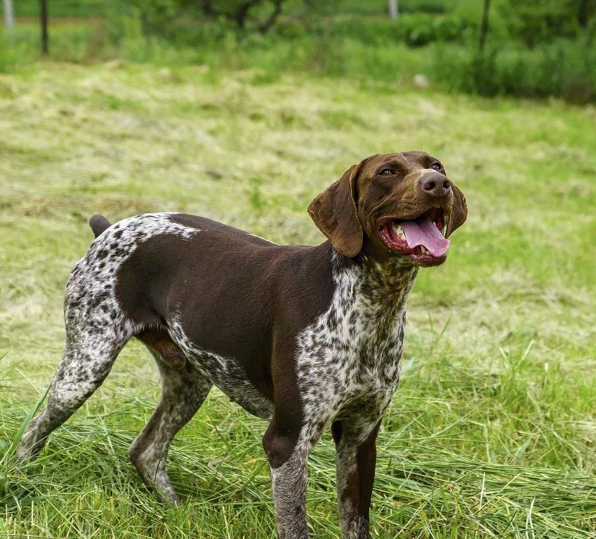 Порода собак курцхаар: фото и описание